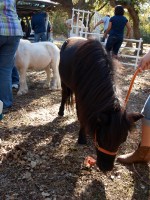 mini horses