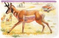 Antelope by Jeff Crosby